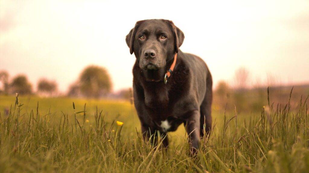 Choosing Wisely: 15 Dog Breeds That May Not Suit Elderly Lifestyles